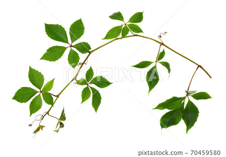 Parthenocissus twig with green leaves Parthenocissus twig with green leaves 70459580