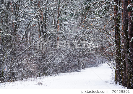 Winter forest with path 70459801