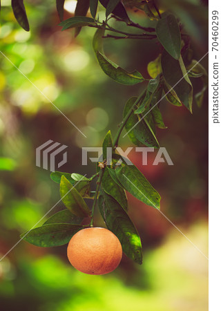 Tangerine sunny garden Tangerine sunny garden 70460299
