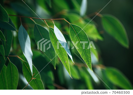 Eucalyptus green leaves Eucalyptus green leaves 70460300