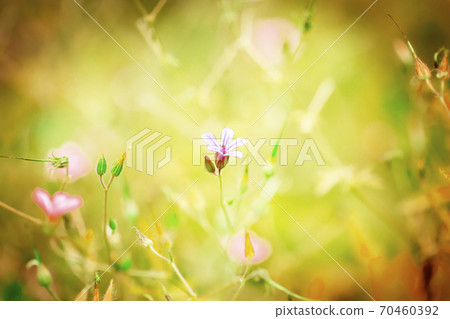 Himefuuro and patina back 70460392