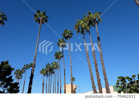 California sky and coconut tree 70462031