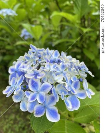 hydrangea hydrangea 70462849