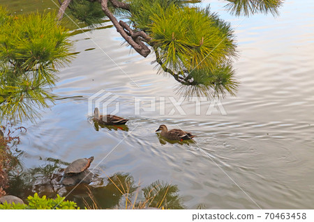 Spot-billed ducks swimming in a pond [Kiyosumi Garden] 70463458