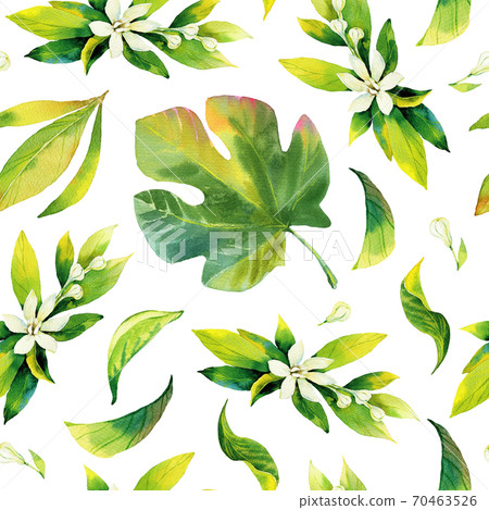 Seamless watercolour citrus and figs leaves pattern. Green leaves on white background. Seamless greenery watercolour illustration for wrapping paper, fabric, textile, wallpaper Seamless watercolour citrus and figs leaves pattern. Green leaves on white background. Seamless greenery watercolour illustration for wrapping paper, fabric, textile, wallpaper 70463526