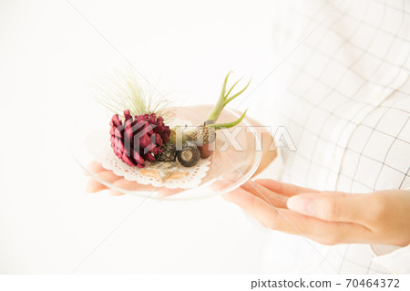 空氣植物的女人 70464372