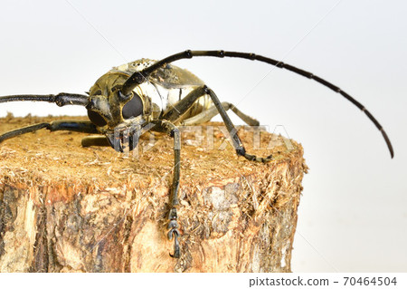 白尾山茶花 白尾山茶花 70464504