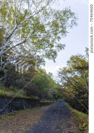 秋葉和落葉的山路/富士山第五站 70464600