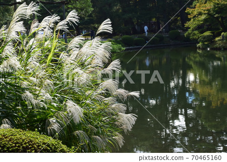 Susuki和一個池塘 Susuki和一個池塘 70465160