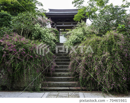 鎌倉/海三寺門和Ha之花 鎌倉/海三寺門和Ha之花 70465981