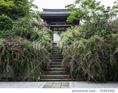 鎌倉/海三寺門和Ha之花 鎌倉/海三寺門和Ha之花 70465982
