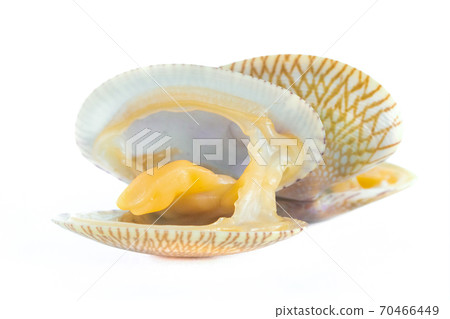 Top view of baby clam isolated ,short-necked clam,carpet clam or  Venus shell 70466449