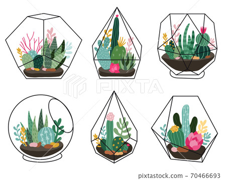 Terrarium plants. Geometric succulent, cactus terrariums, hand drawn terrariums with exotic plants, scandinavian style vector illustration set 70466693