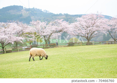 宮崎縣宮崎市高千穗農場的番紅花綿羊和櫻花 宮崎縣宮崎市高千穗農場的番紅花綿羊和櫻花 70466760