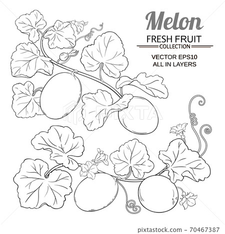 melon vector set 70467387