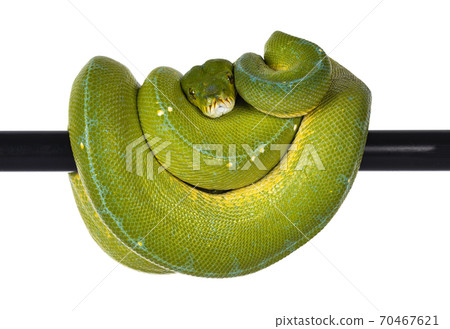 Green Tree Python on white background 70467621
