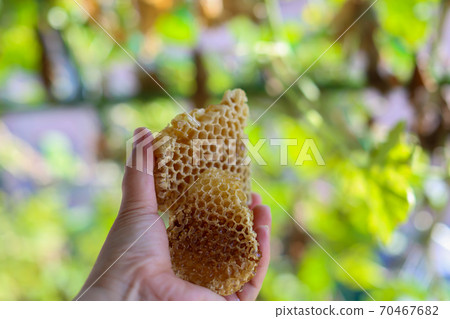 Honeycomb Nest Mitsu Com Honey 70467682