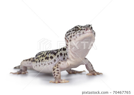 Leopard Gecko on white background Leopard Gecko on white background 70467765