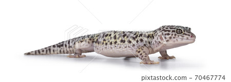 Leopard Gecko on white background Leopard Gecko on white background 70467774