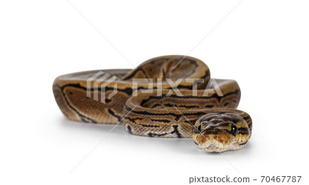 pinstripe ball python baby