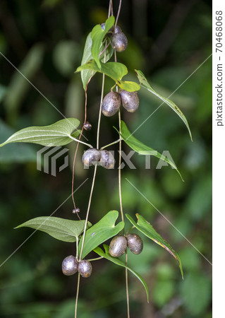 Natural yam fruit propagule Natural yam fruit propagule 70468068