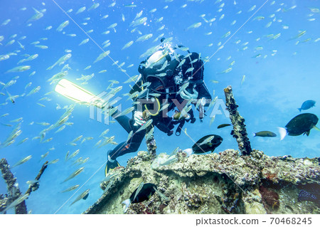 Girl diver in flock of fish clinging to the rail of a sunken ship to hold out against the underwater current 70468245