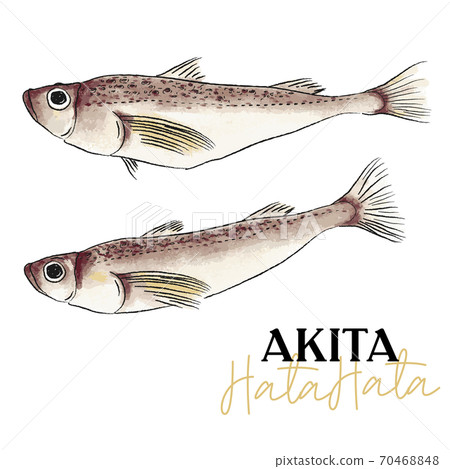 鰰 Hatahata illustration - Stock Illustration [70468848] - PIXTA