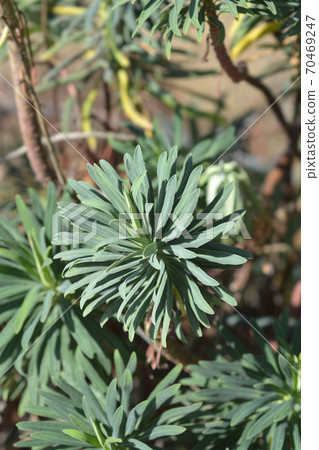 Spurge Black Pearl Spurge Black Pearl 70469247