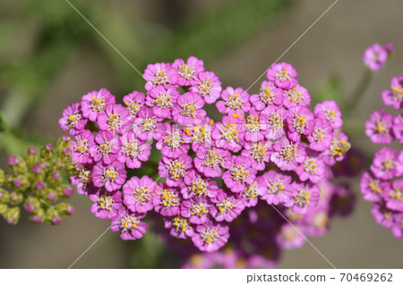 Summer Pastels Yarrow 70469262