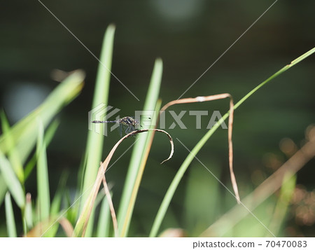 馬達拉納尼瓦蜻蜓 70470083