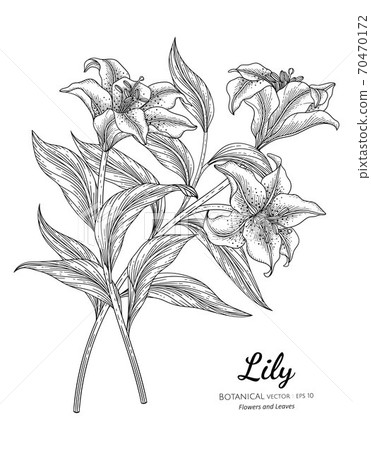 Lily flower and leaf hand drawn botanical 70470172