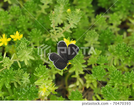 Mishakuro燕子Shijimi和墨西哥Mannengusa 70470393