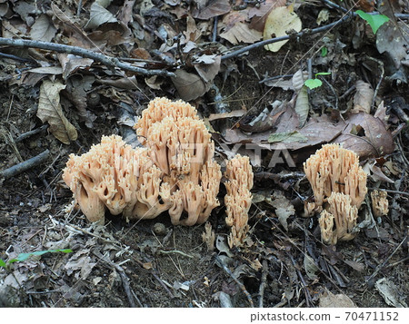 Hana Hioukitake Hana Hioukitake 70471152