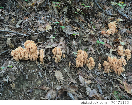 Hana Hioukitake Hana Hioukitake 70471153