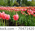 Tulip fair 70471420