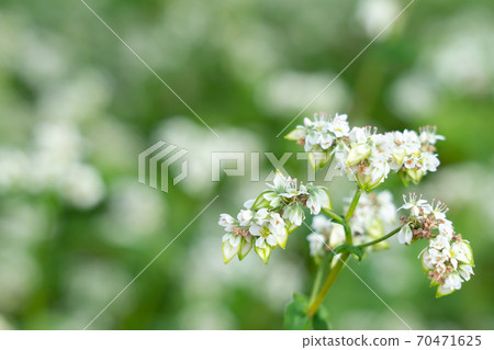 Soba with white flowers and fruits (September) 70471625
