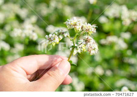 Soba with white flowers and fruits Men's hands (September) 70471627