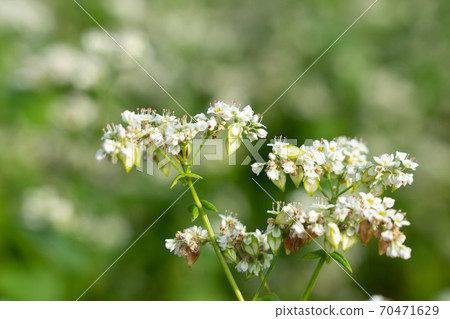 白花和水果蕎麥麵（9月） 70471629