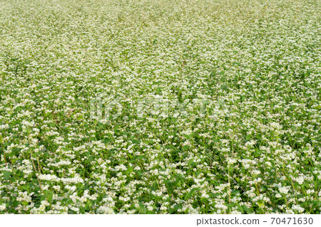 白花蕎麥場（9月） 70471630