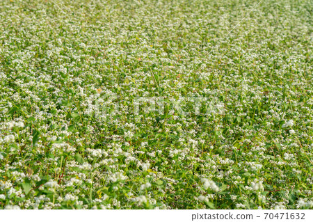 Soba field with white flowers (September) Soba field with white flowers (September) 70471632