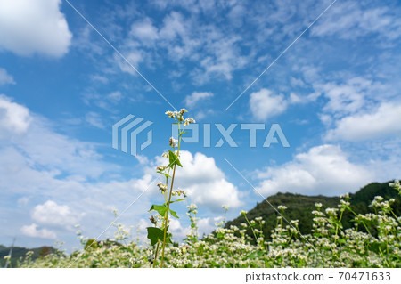 Soba field with white flowers and fruits (September) Soba field with white flowers and fruits (September) 70471633