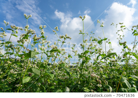 蕎麥領域與白花和水果(9月) 蕎麥領域與白花和水果(9月) 70471636