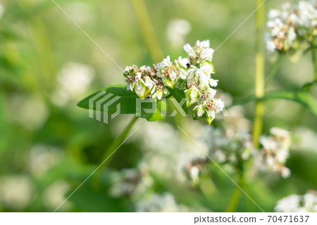 Soba with white flowers and fruits (September) 70471637