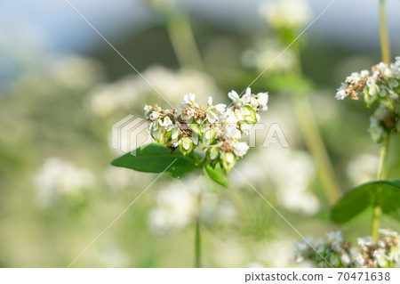 Soba with white flowers and fruits (September) 70471638