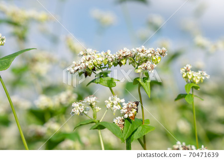 Soba with white flowers and fruits (September) 70471639