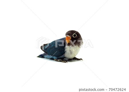 Lilian's lovebird white background Lilian's lovebird white background 70472624