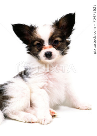 Sitting puppy Papillon white background Sitting puppy Papillon white background 70472625