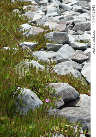 在石牆上爬行的植物 70472642