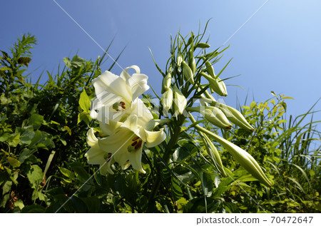 Lilium formosanum and blue sky Taiwan lily 70472647