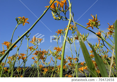 Hamakan elephant in full bloom and blue sky Hamakan elephant in full bloom and blue sky 70472658